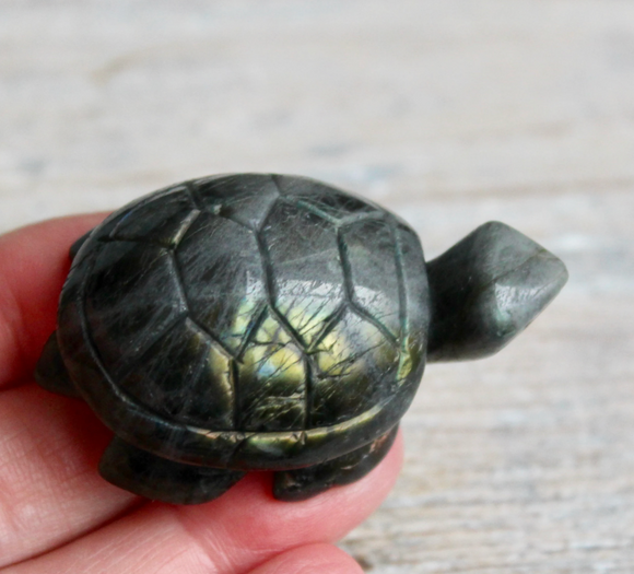 Labradorite turtle - سلحفاة اللابرودرايت